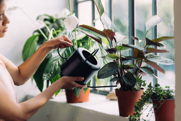 plantas que atraem riqueza para o lar: coloque na frente da porta