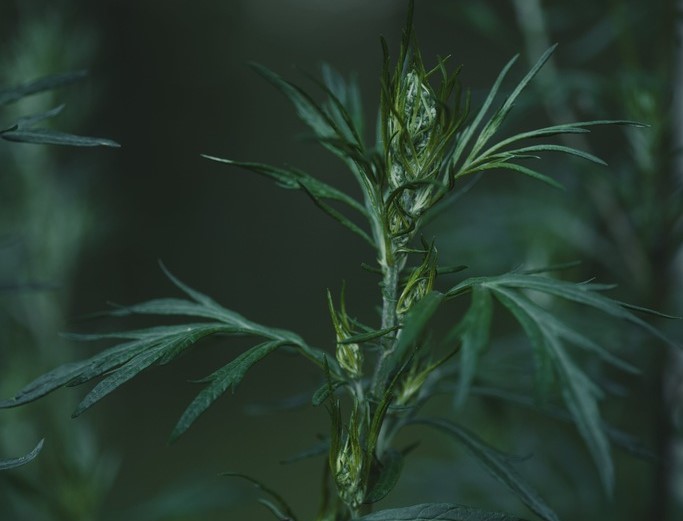 toque-verde-com-plantas-de-cozinha