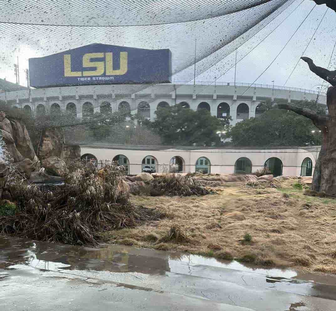 Onde está o tigre? Só os mais espertos superam a ilusão fotográfica