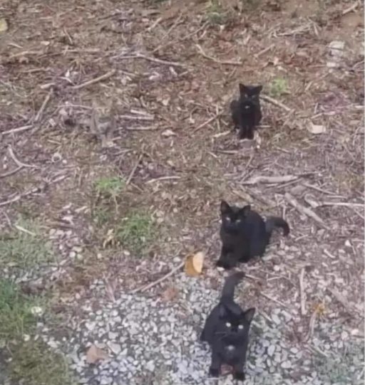 4 gatos? Ou seriam 3? Encontre o segredo dessa ilusão: