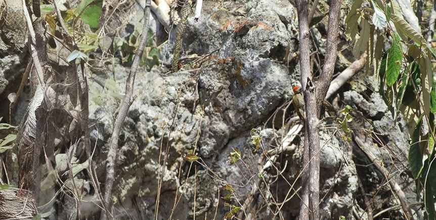 Teste sua visão com a ilusão enigmática e encontre o pássaro na floresta