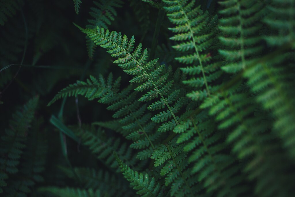 Plantas-para-deixar-o-Dia-da-Mulher-mais-especial