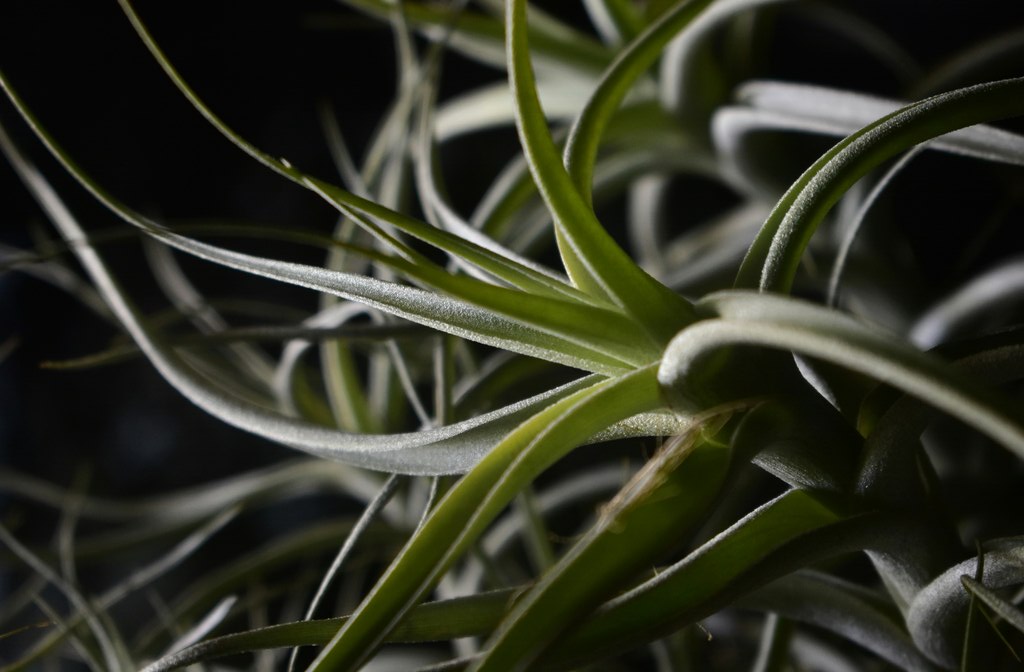 Dia-Internacional-da-Mulher-plantas-para-presentear 