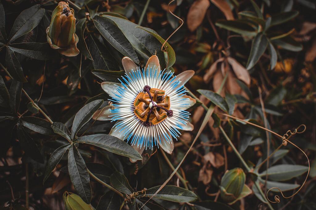 8-de-Março-Dia-da-Mulher-presenteie-com-plantas