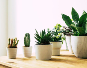 Plantas para dar de presente no Dia Internacional das Mulheres