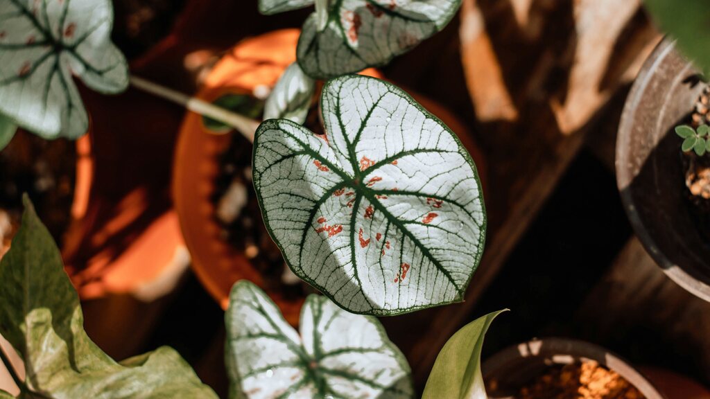 Plantas-que-simbolizam-a-força-e-a-beleza-feminina