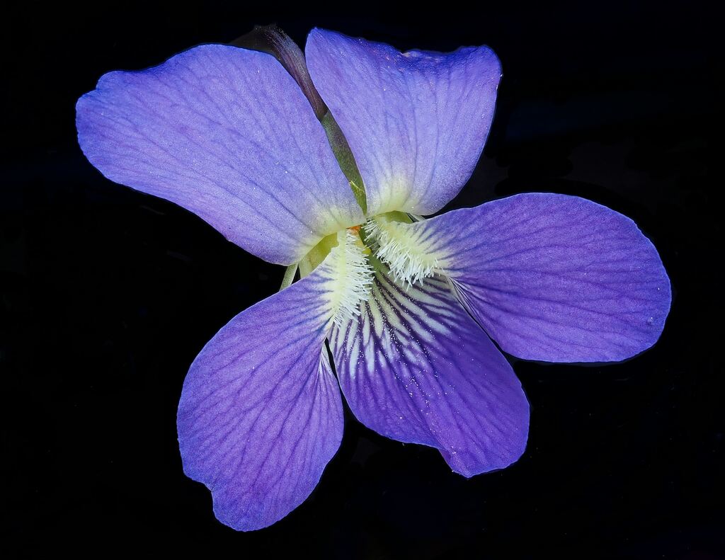 contemplação-do-significado-espiritual-da-violeta