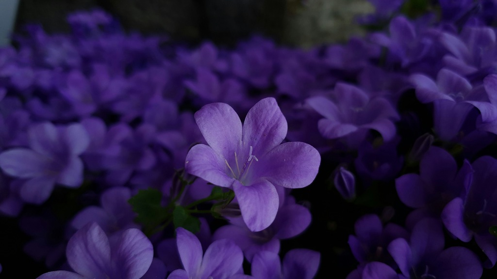 O significado espiritual da violeta é muito lindo