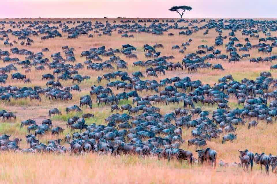 Desafio da savana quer que você encontre a zebra perdida!