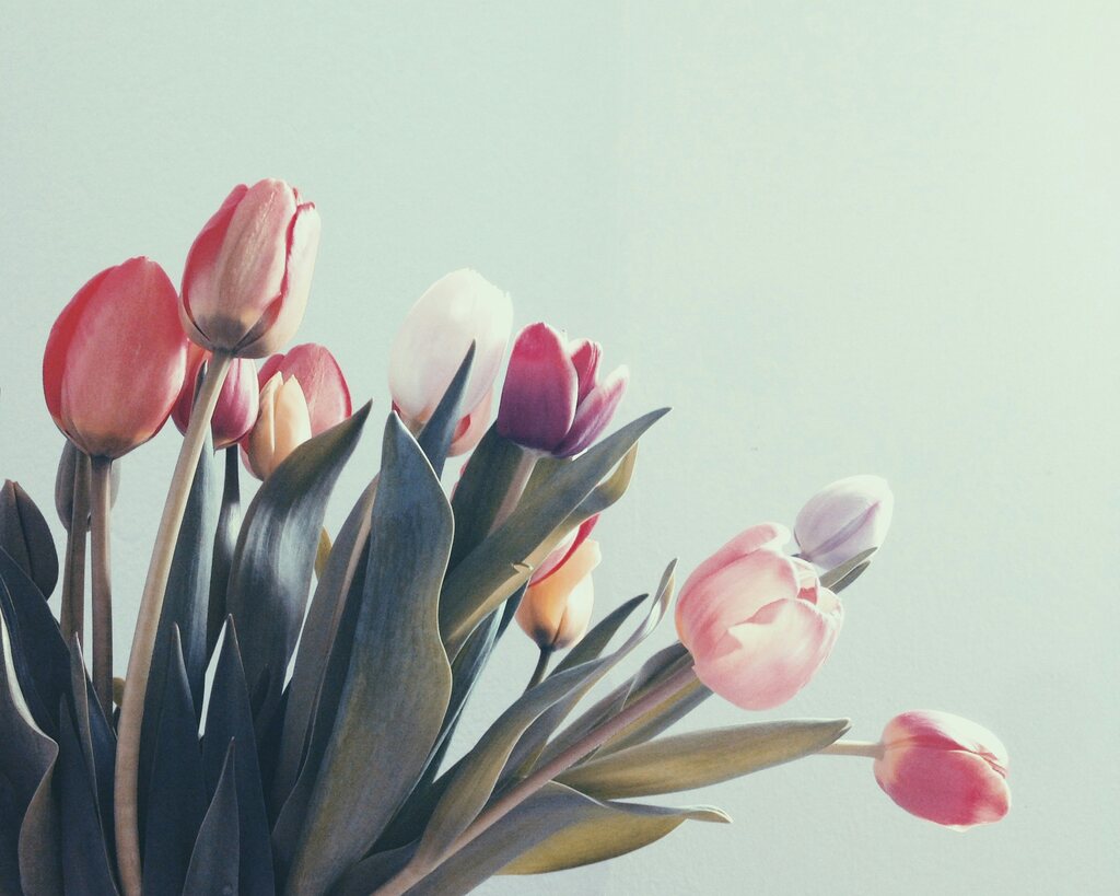 inspirado-pelo-significado-espiritual-da-tulipa