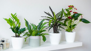 9 plantas para colocar na sua casa em MARÇO