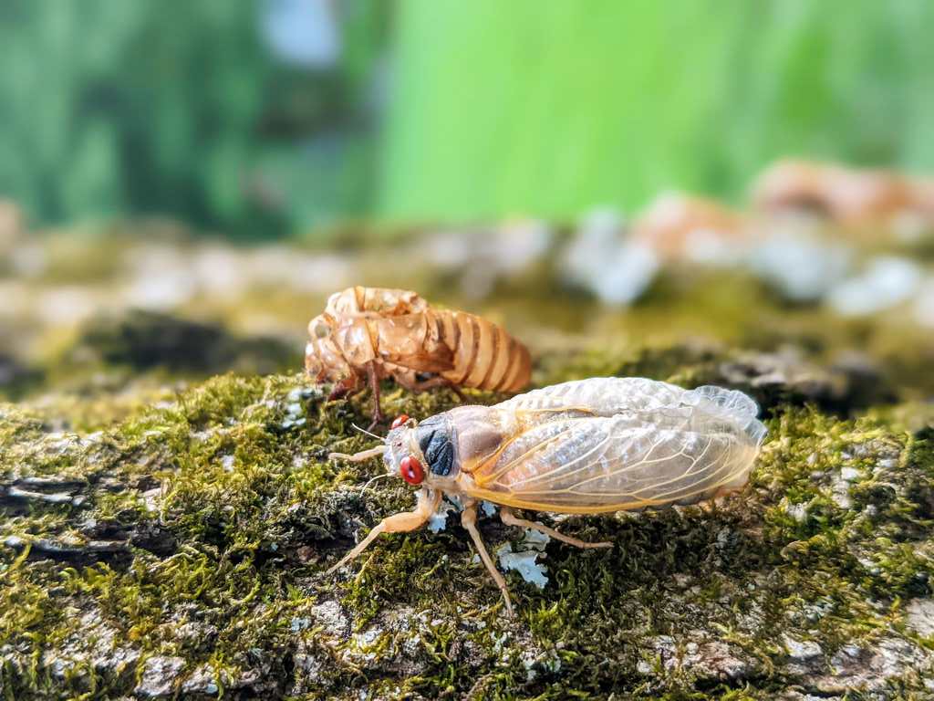 a-cigarra-na-espiritualidade-oriental