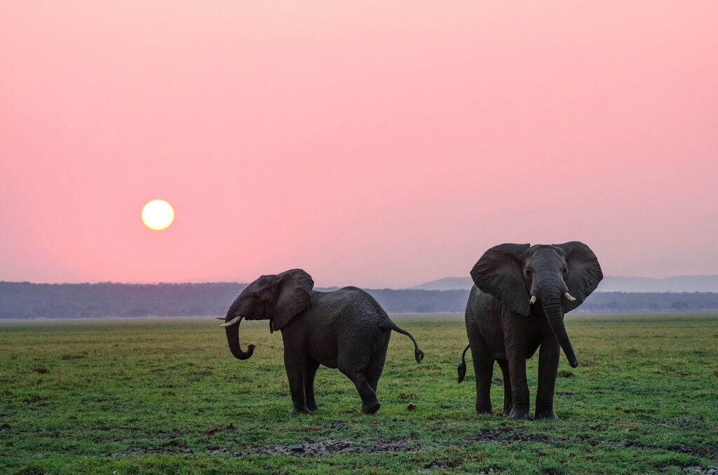 Sonhar com elefante: o que esses sonhos significam?