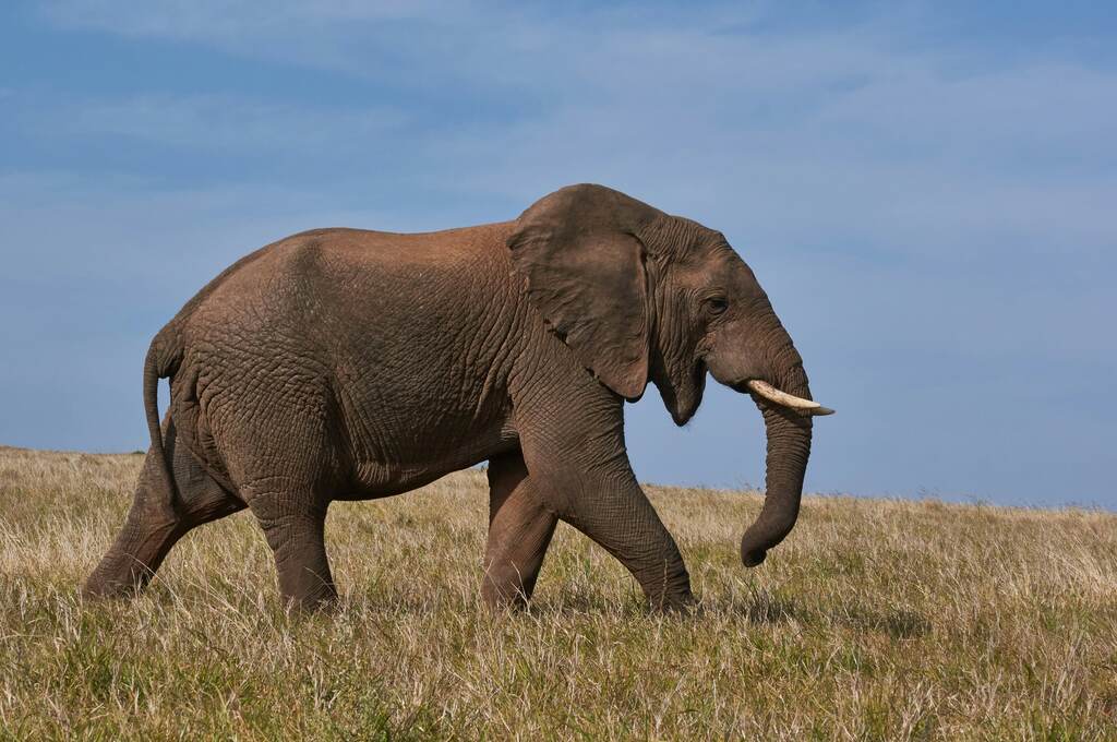 sonhar-com-elefante-em-companhia