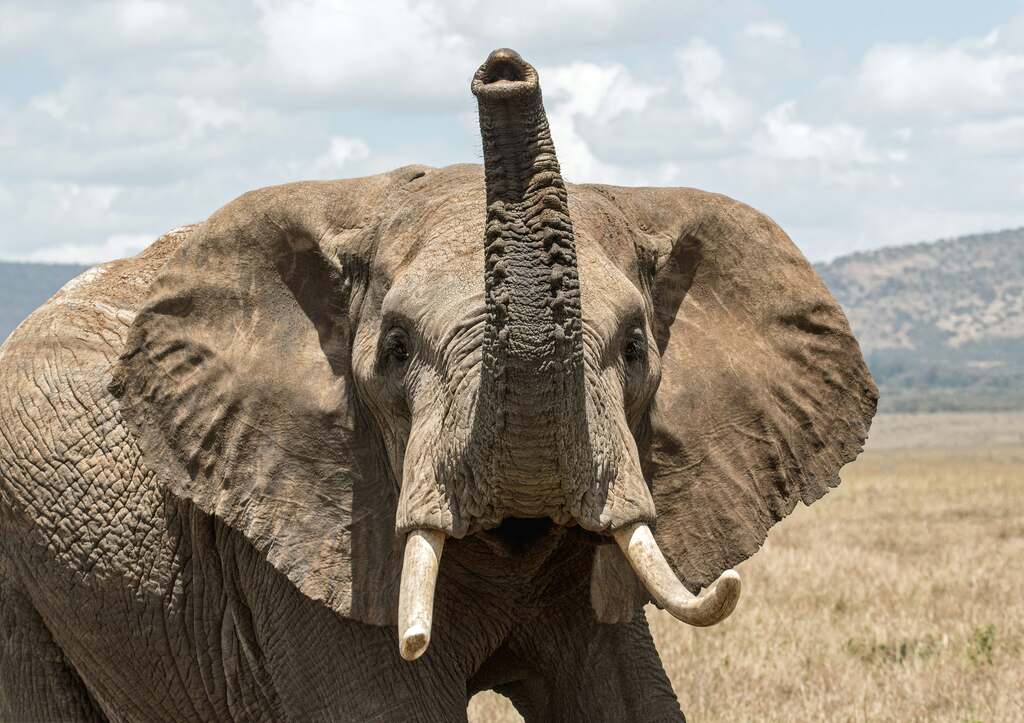 sonhar-com-elefante-bebê