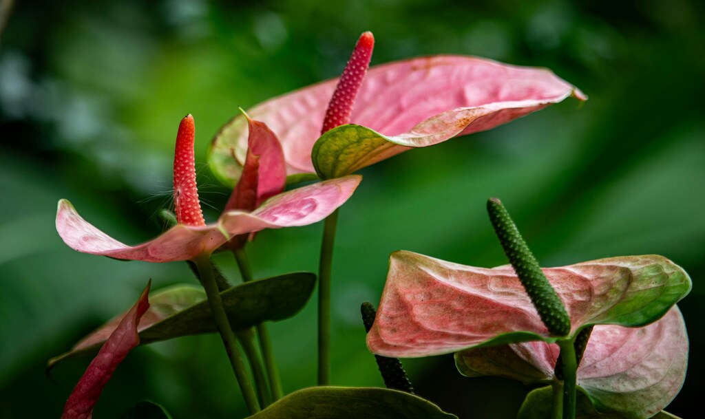 ofertas-de-plantas-para-presentear-no-dia-da-mulher