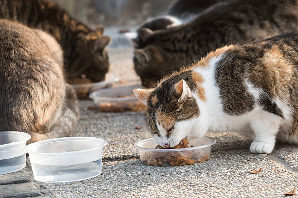 Dia Mundial dos Animais de Rua - 3 de Abril | Frases e curiosidades