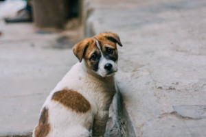 Dia Mundial dos Animais de Rua – 3 de Abril | Frases e curiosidades