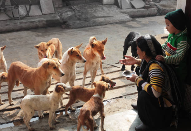 Dia Mundial dos Animais de Rua - 3 de Abril | Frases e curiosidades