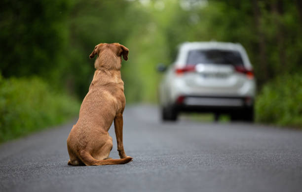 Dia Mundial dos Animais de Rua - 3 de Abril | Frases e curiosidades