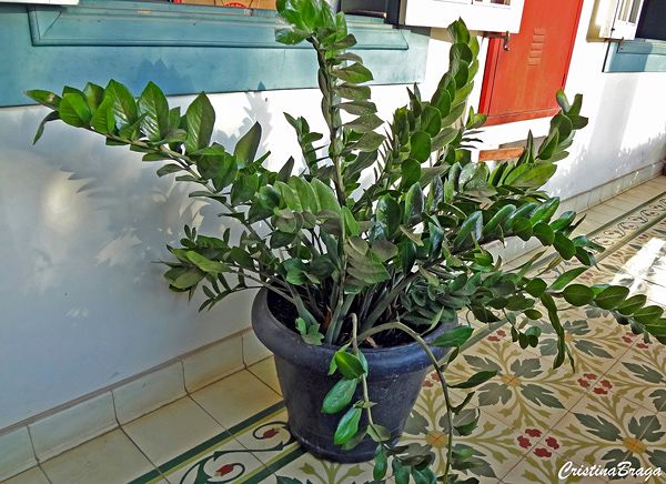 As melhores plantas para apartamentos sem varanda