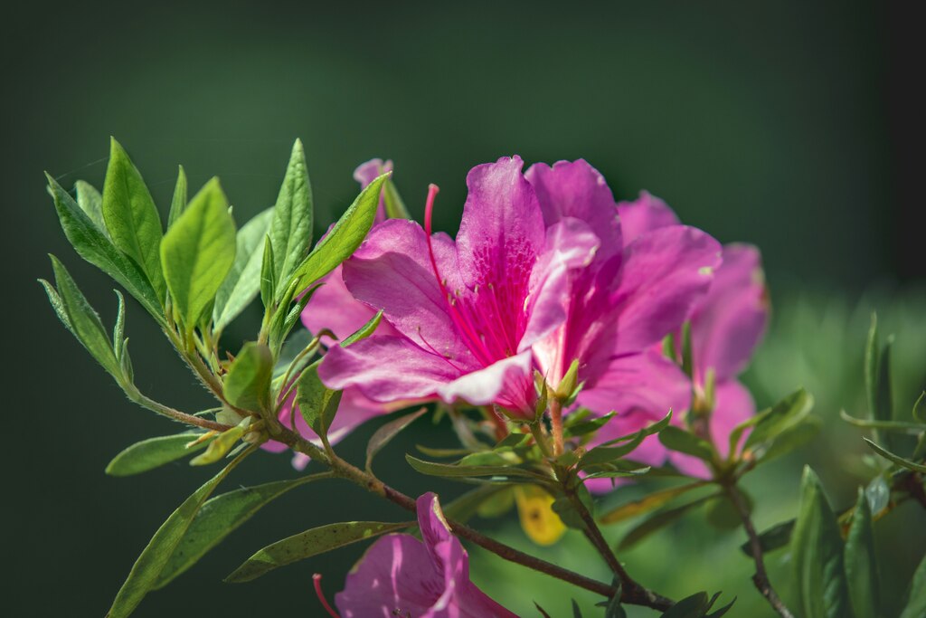 melhores-plantas-para-presente-de-dia-das-maes-2024-para-transmitir-gratidao