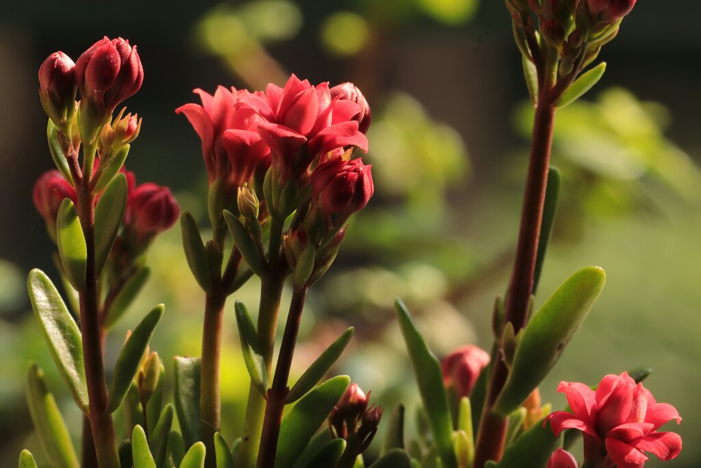 melhores-plantas-para-presente-de-dia-das-maes-2024-para-promover-o-bem-estar