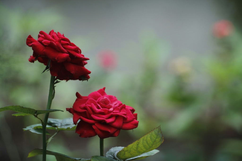 melhores-plantas-para-presente-de-dia-das-maes-2024-para-simbolizar-amor