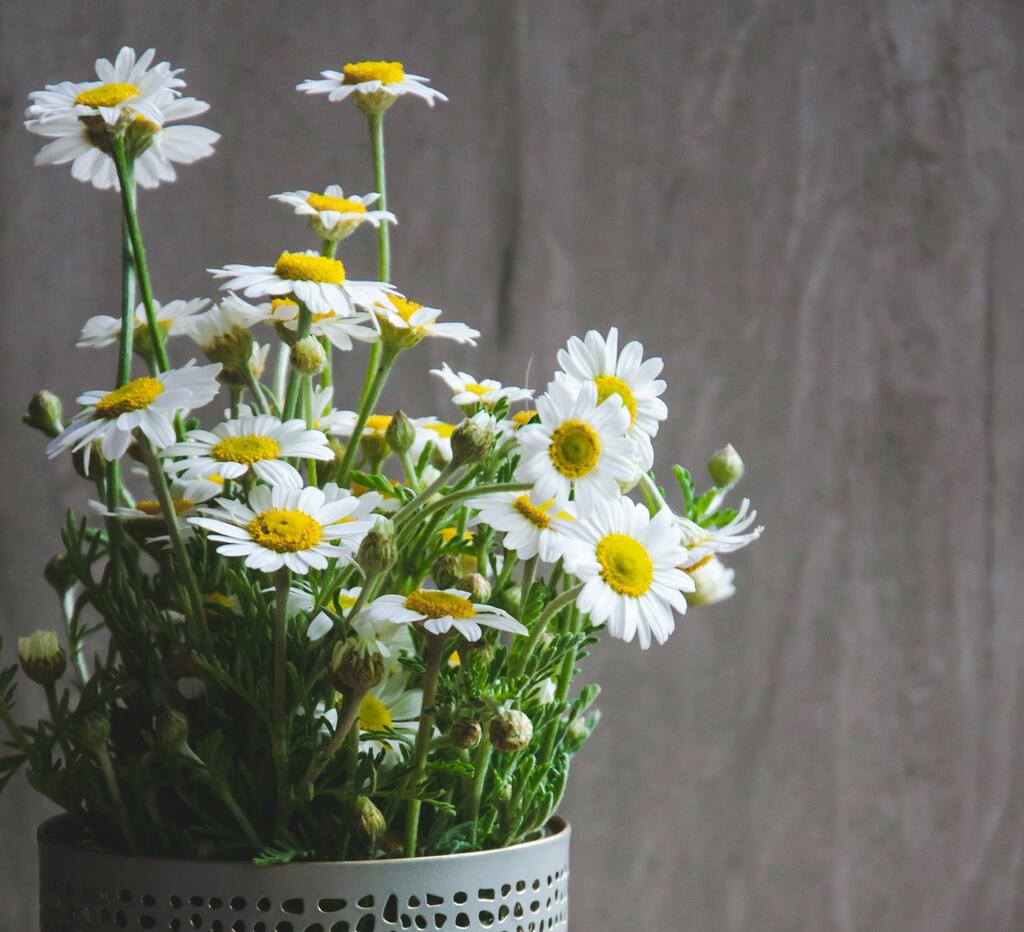 melhores-plantas-para-presente-de-dia-das-maes-2024-para-celebrar-a-natureza