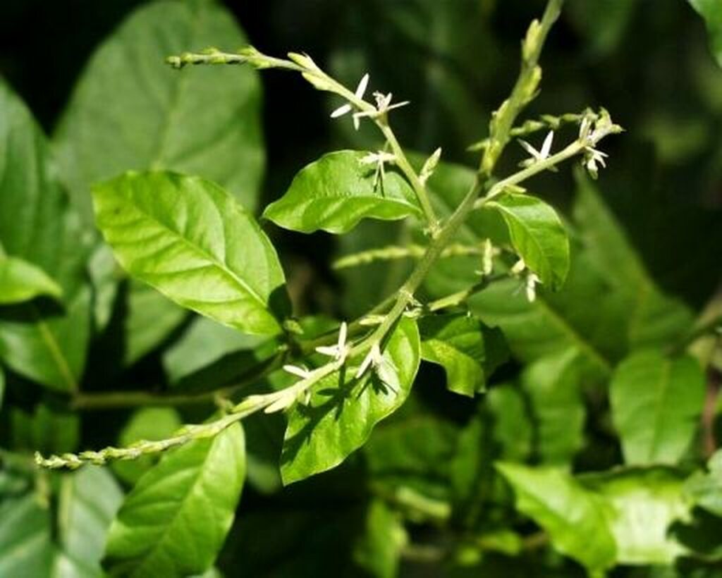 Motivos espirituais para ter uma planta guiné em casa HOJE mesmo