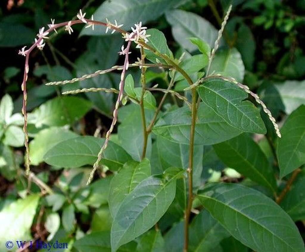 planta-guine-em-casa-e-a-tranquilidade-no-ambiente