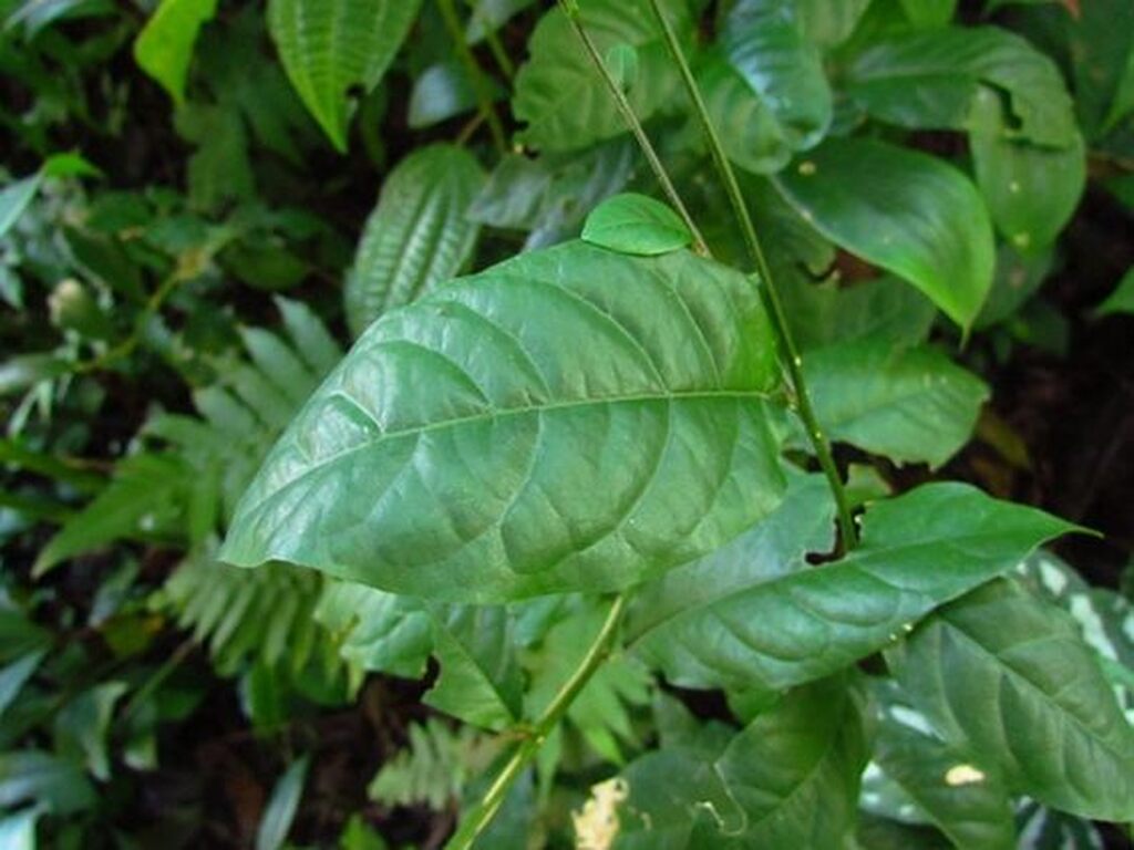 planta-guine-em-casa-e-o-toque-natural-na-decoracao