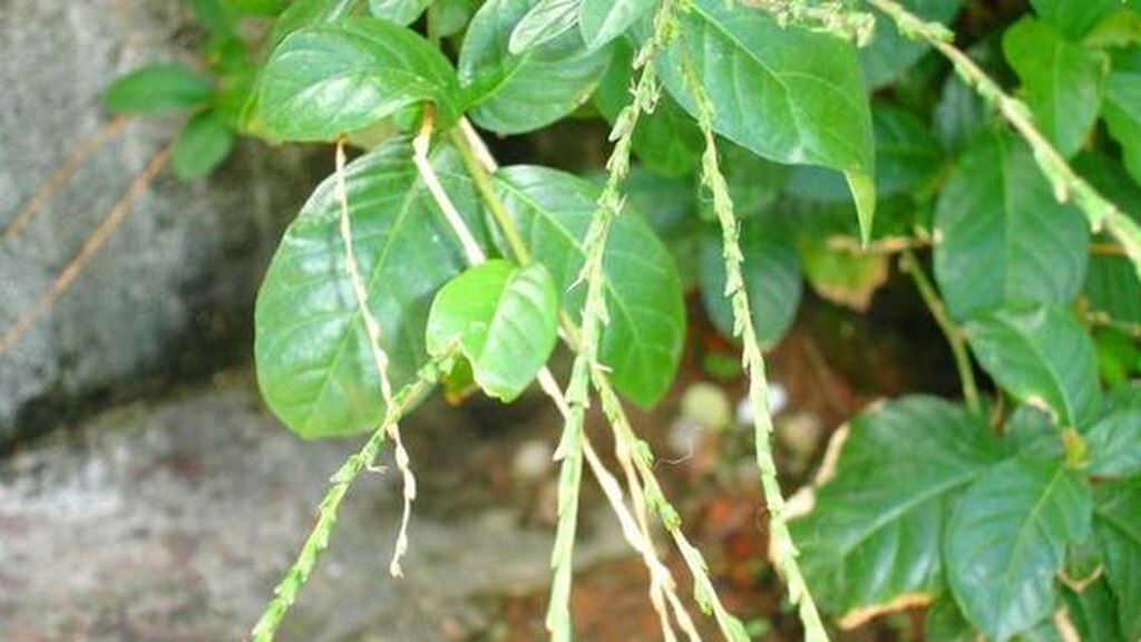 planta-guine-em-casa-e-a-renovacao-da-energia