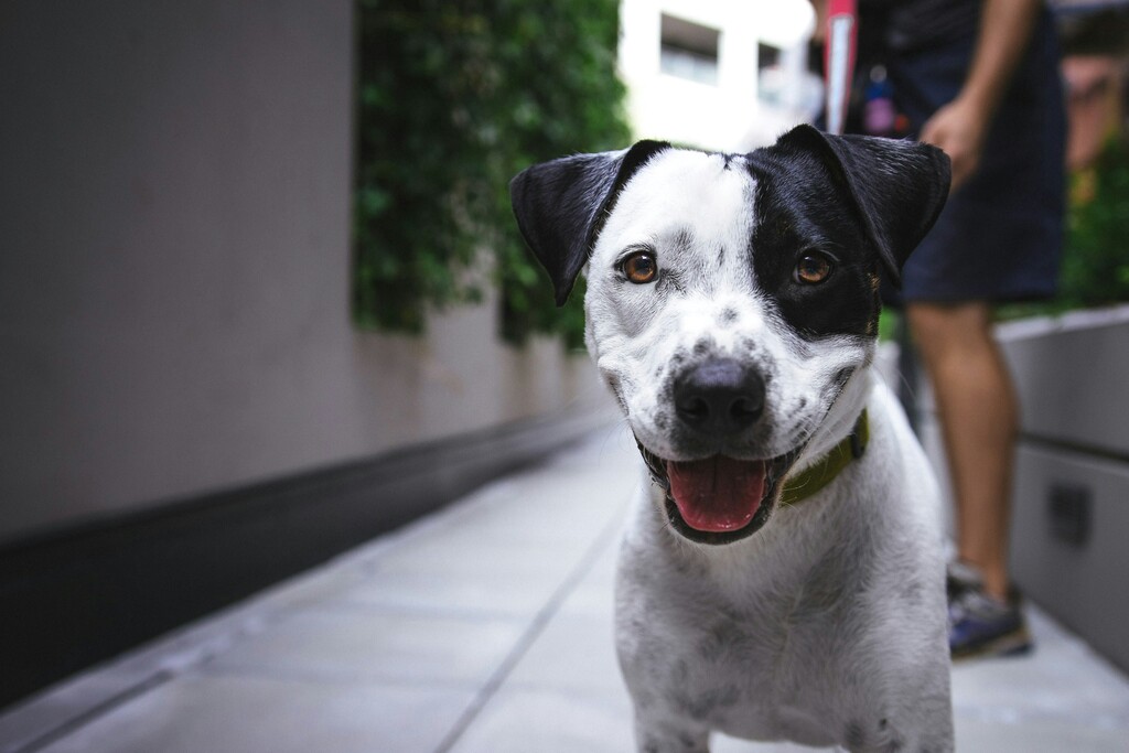 sinais-espirituais-do-cachorro-e-a-harmonia-interior