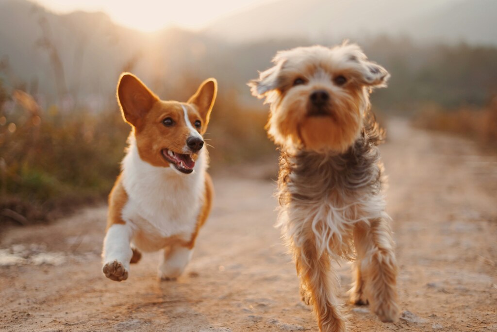 sinais-espirituais-do-cachorro-e-a-integracao-humano-animal