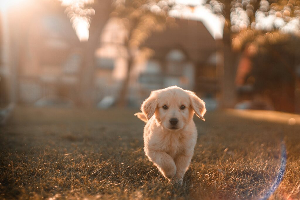 sinais-espirituais-do-cachorro-e-o-caminho-da-alma