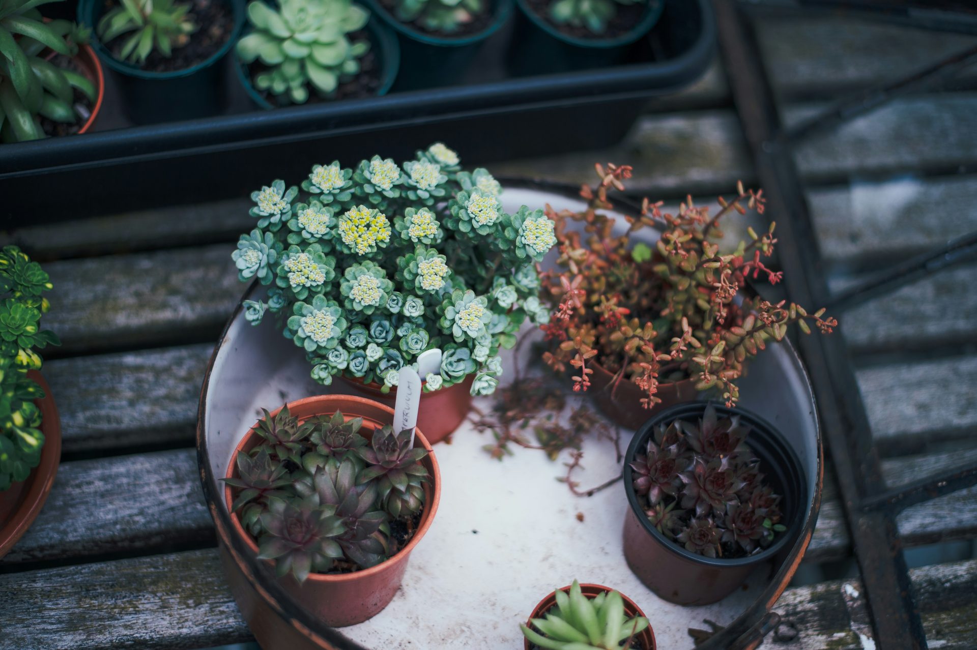 tipos-de-vasos-para-plantas-dentro-de-casa-para-criar-um-jardim-vertical