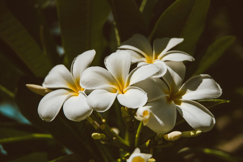 15-plantas-com-protecao-espiritual-para-a-varanda