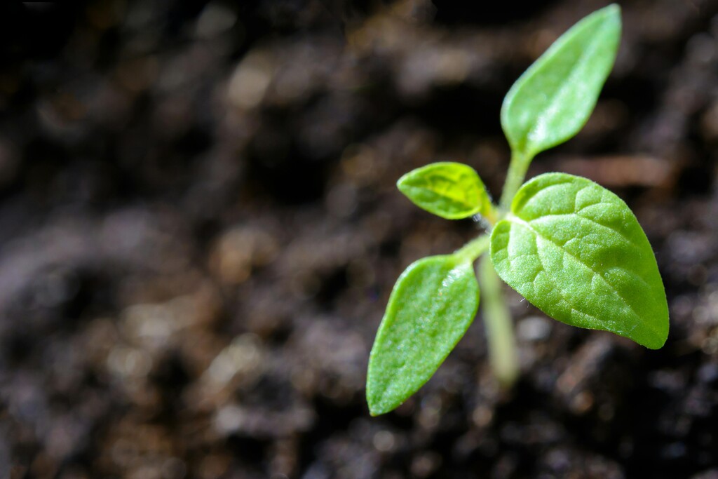 15-plantas-com-protecao-espiritual-para-o-ambiente-de-trabalho