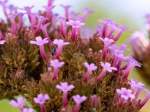 Todos enxergam as flores, mas você é capaz de achar o inseto na ilusão?