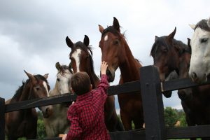 Animais espirituais de cada signo; qual é o seu e o que ele representa?