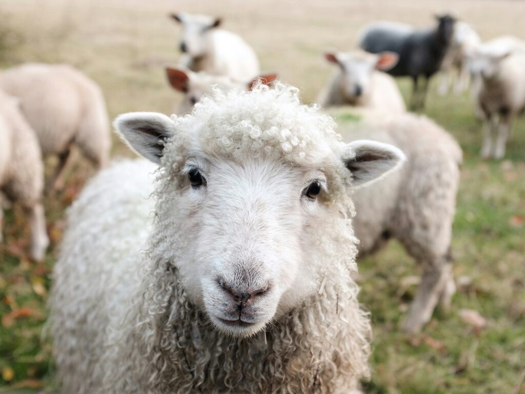 animais-espirituais-de-cada-signo-e-o-caminho-da-alma