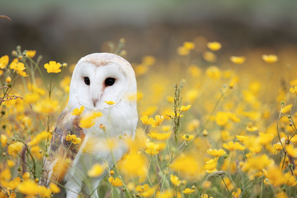 animais-espirituais-de-cada-signo-e-o-desenvolvimento-espiritual