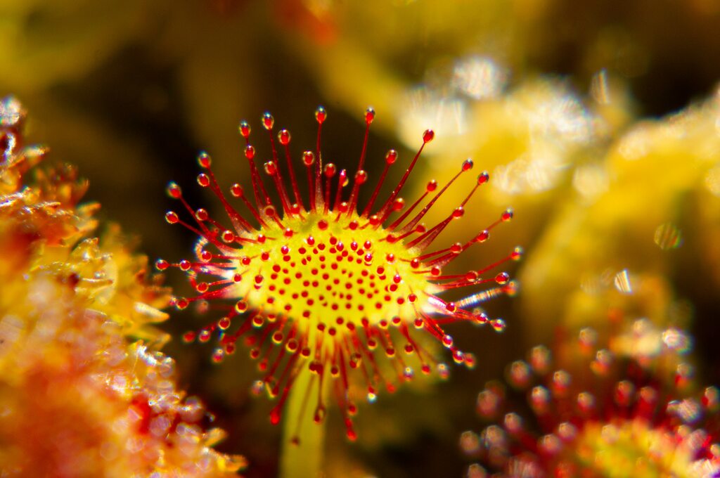 as-plantas-de-cada-signo-para-protecao-energetica