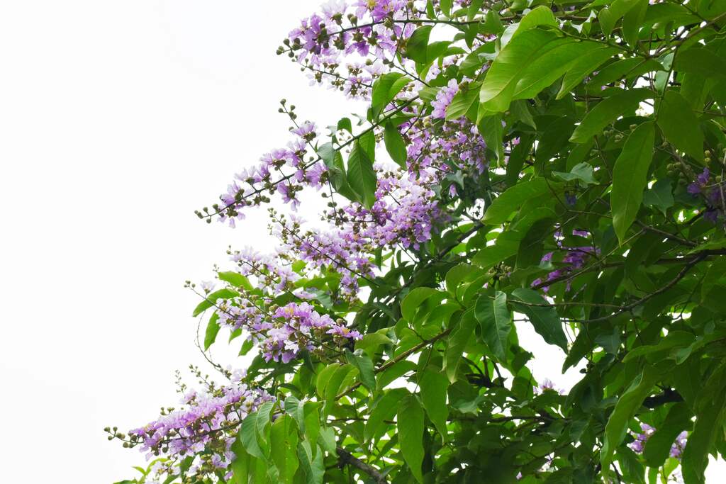 as-plantas-de-cada-signo-para-purificacao-do-ambiente