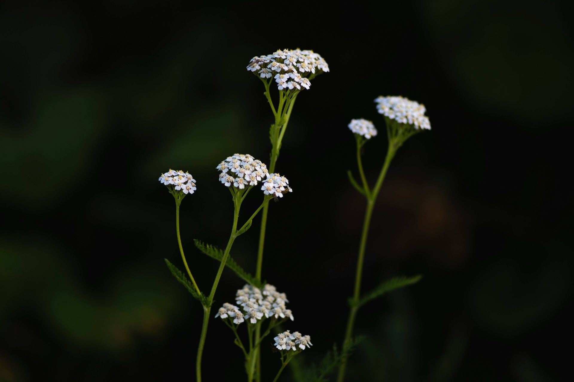 plantas-que-espantam-visitas-indesejadas-invejosos-para-criar-um-ambiente-positivo