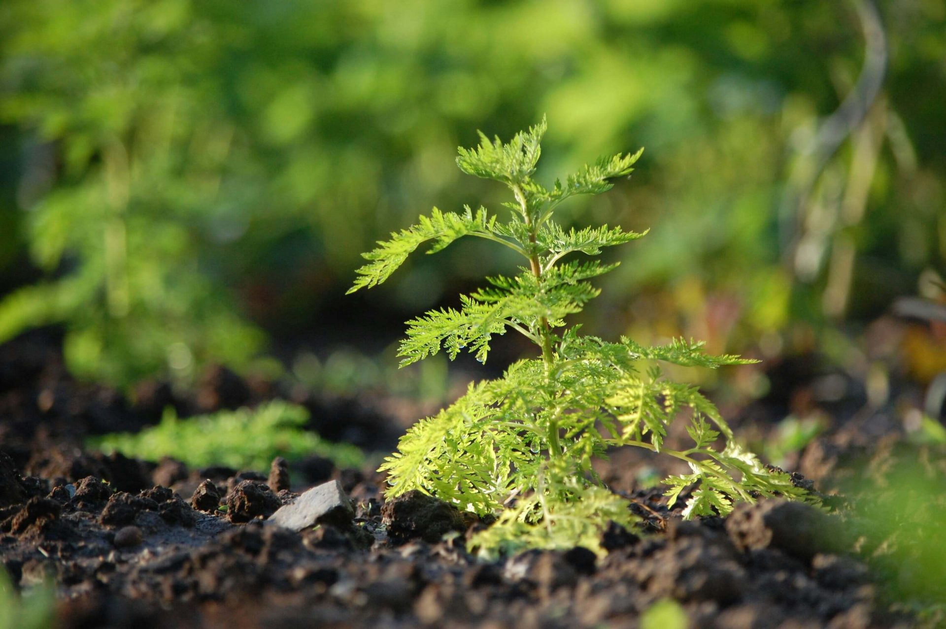 plantas-que-espantam-visitas-indesejadas-invejosos-para-manter-a-harmonia