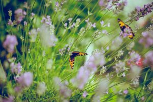 5 plantas que espantam visitas indesejadas: invejosos vão embora rápido