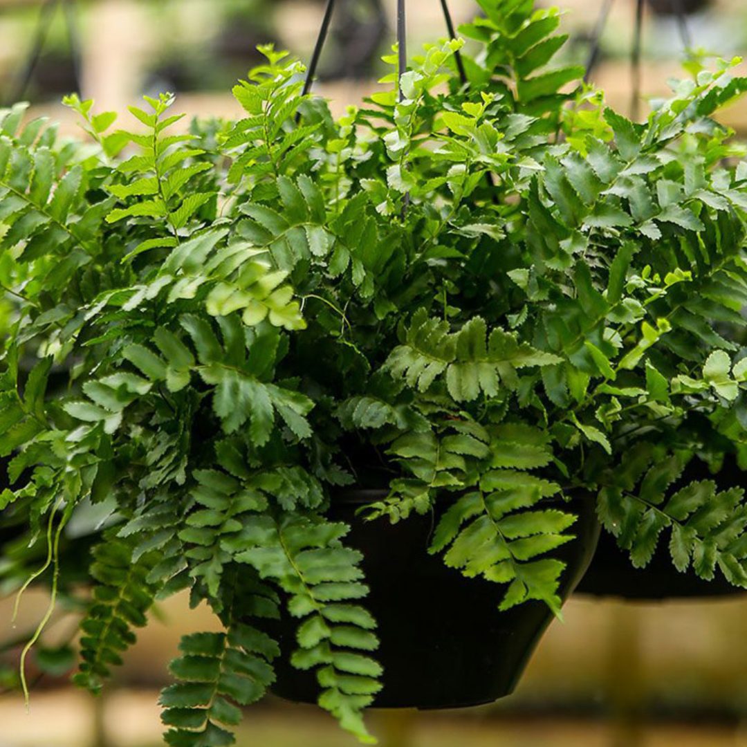 plantas que podem ficar perto da televisão e que são charmosas