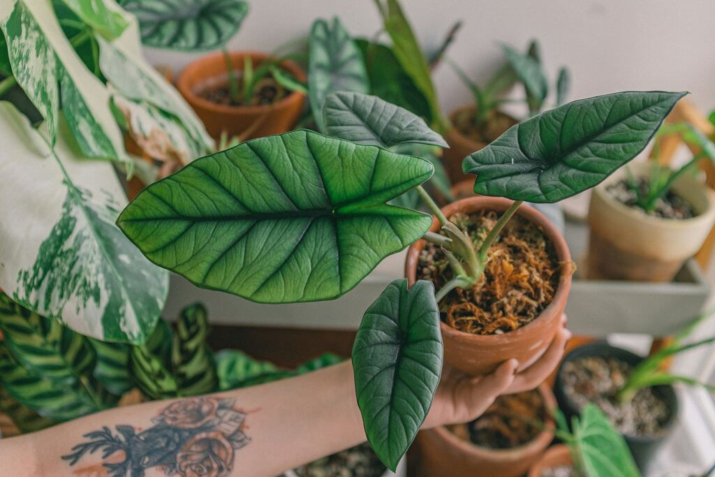 5 plantas sem flores que ficam lindas dentro de casa: folhas lindas